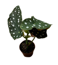 2" Begonia Maculata
